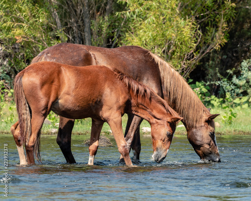 Fototapeta Naklejka Na Ścianę i Meble -  Wild Horses Along the Salt River in the Aizona Tonto National Forest