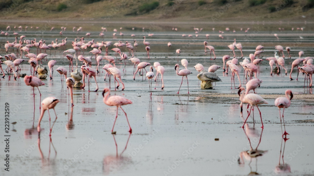 A flock of flamingos at Lake Magadi, Rift Valley, Kenya