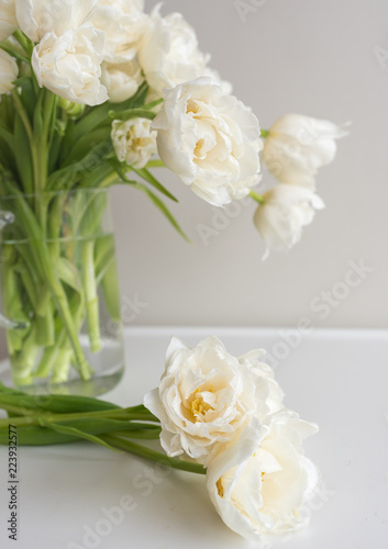 Close up of white double tulips resting on small table and in glass jar (selective focus) © Natalie Board