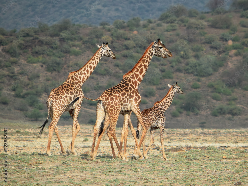 Fototapeta premium Giraffe in Shompole Conservancy, Kenya, Africa