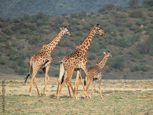 Giraffe in Shompole Conservancy, Kenya, Africa