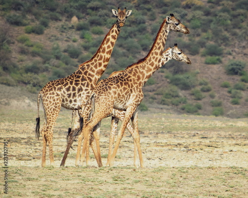 Giraffe in Shompole Conservancy  Kenya  Africa