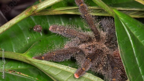 A large Pink-Toed  Tarantula (Avicularia sp.) retreats rapidly into its nest between the leaves of an understory plant in the rainforest understory, Ecuador. photo