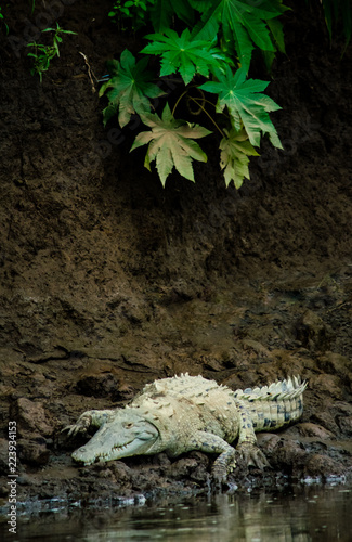 Albino Crocodile on River Bank © LEN JOHNSON
