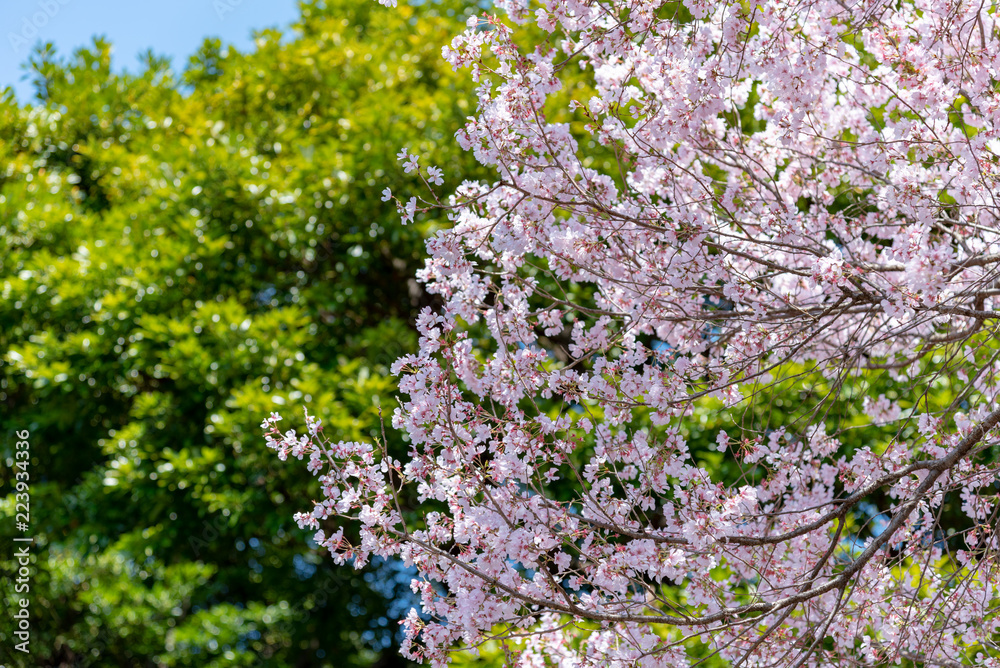 Cherry blossoms around Chidorigafuchi, Tokyo, Japan. Cherry blossoms around Chidorigafuchi, Tokyo, Japan.