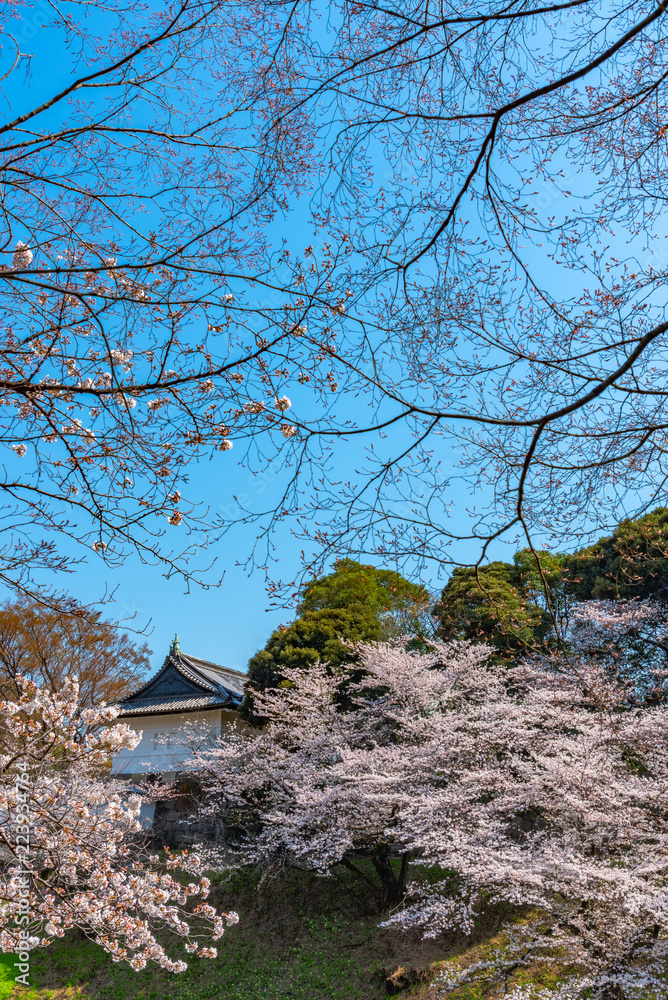 Cherry blossoms around Chidorigafuchi, Tokyo, Japan. Cherry blossoms around Chidorigafuchi, Tokyo, Japan.