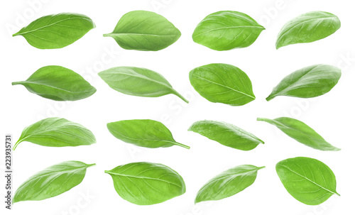 Set with green fresh basil leaves on white background © New Africa