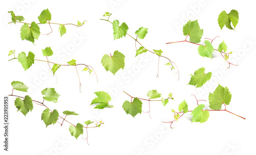 Set with grapevines and green leaves on white background