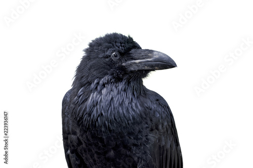 Portrait of common raven (Corvus corax) on a white background