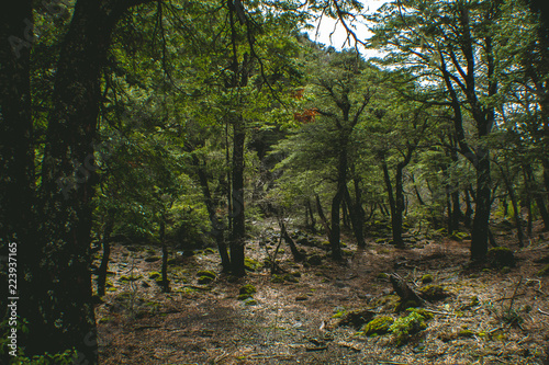 The beginning of Spring in LAs Trancas  a worldwide Biosphere Reserve and one of the best ski resorts in Latin America