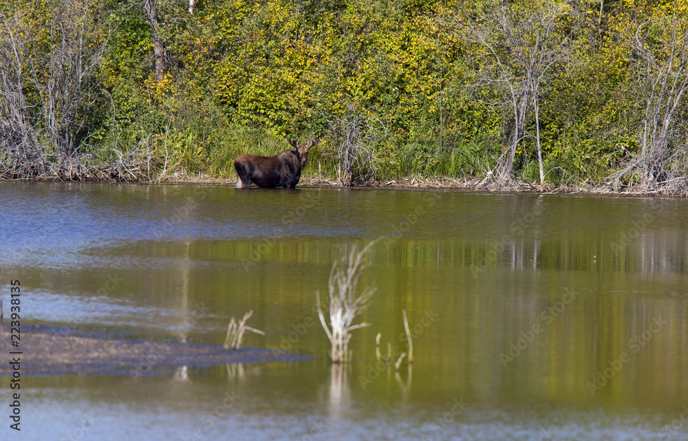 Prairie Moose Saskatchewan Prairie Moose Saskatchewan