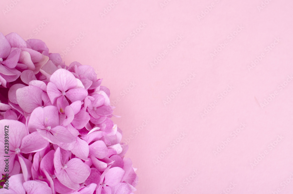 Obraz premium Layout from pink hydrangea flower on bright background