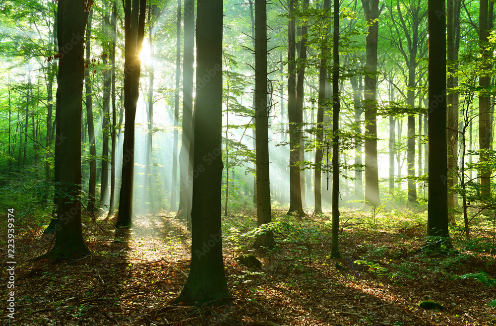 Beautiful sunrise in forest Beautiful sunrise in forest