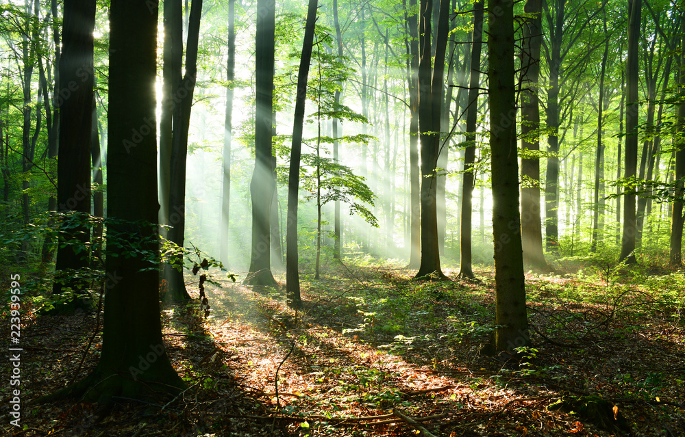Obraz premium Beautiful sunrise in forest