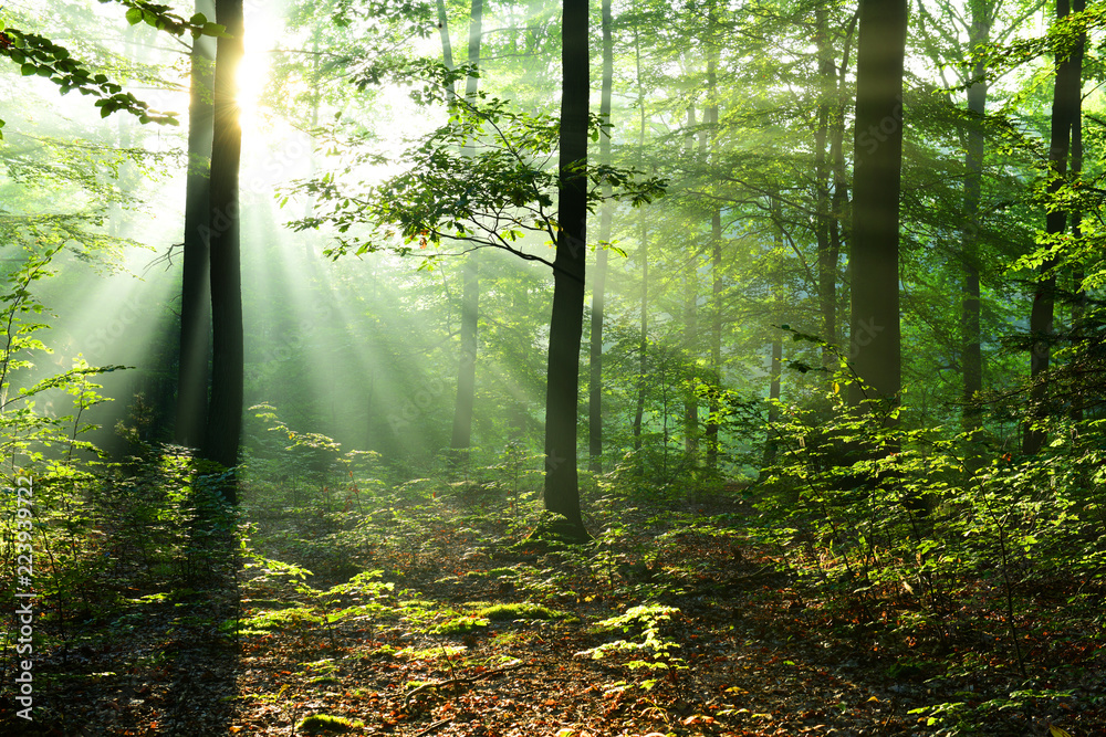 Fototapeta premium Piękny wschód słońca w lesie