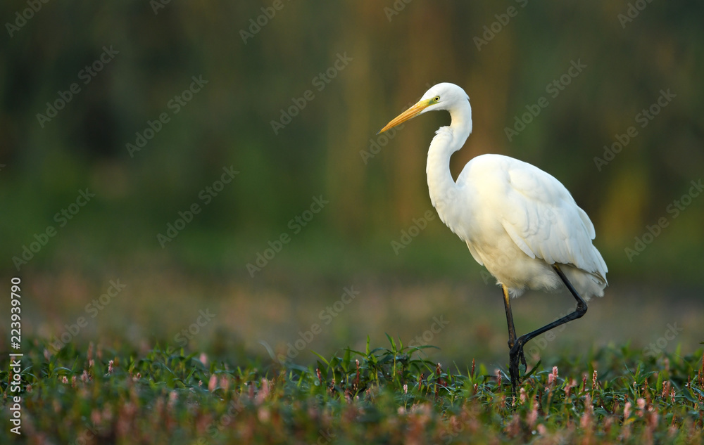 Obraz premium Great white egret (Egretta alba)