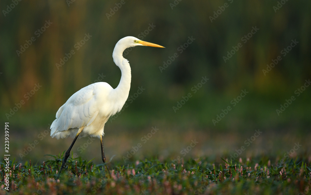 Fototapeta premium Great white egret (Egretta alba)
