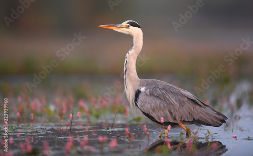 Bilde på lerret Grey heron (Ardea cinerea)