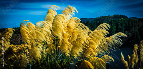 Austroderia photo