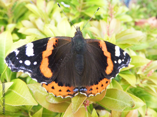 red admiral butterflu