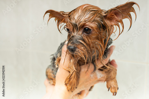 Portrait of a wet dog. Yorkshire Terrier in the bathroom