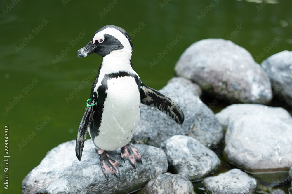 Fototapeta premium Pinguin 