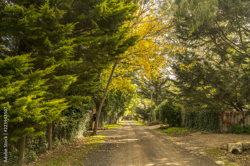 Fototapeta premium Country road in Autumn with afternoon sunlight on golden leaves