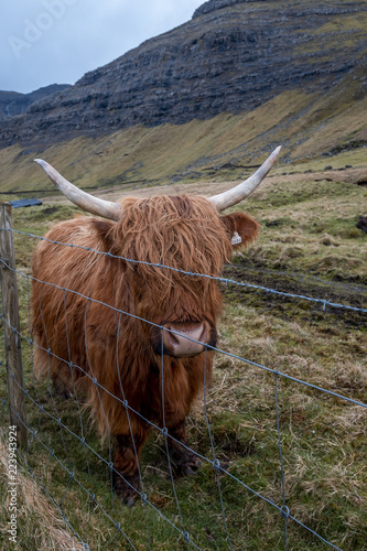 Furry cow in field