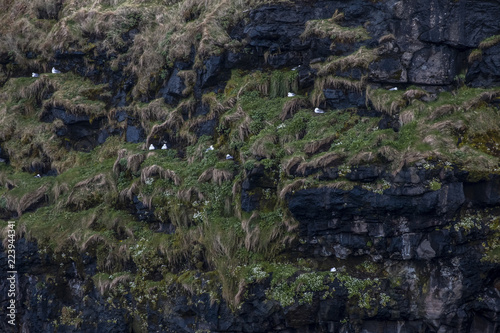 birds in faeroe cliffs