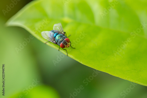 Blow fly is on the green leaf.
