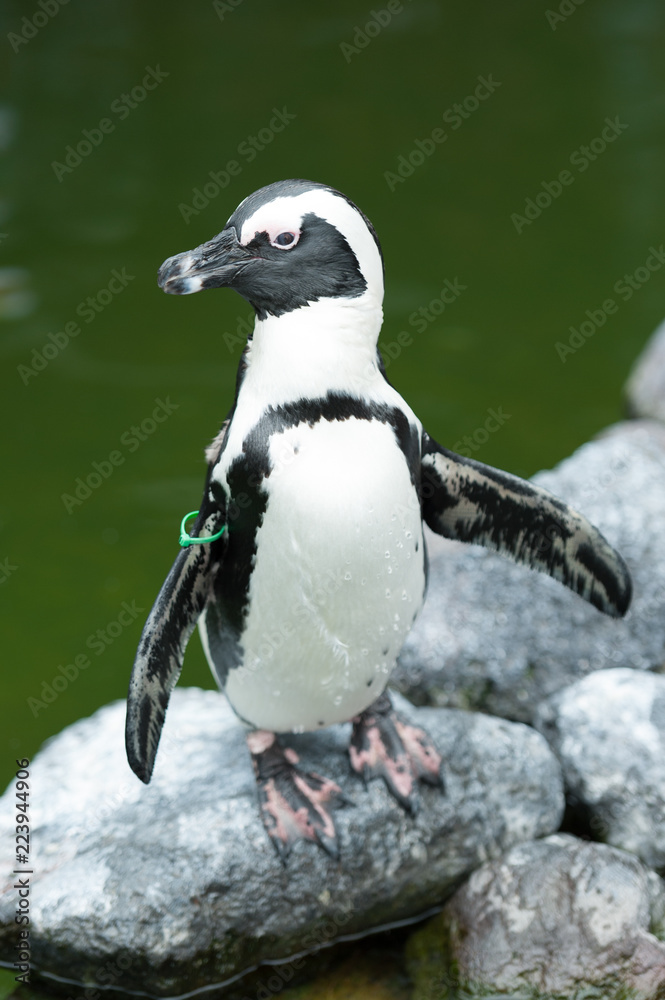 Naklejka premium Pinguin 