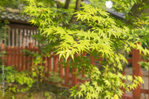 Maple leaves in a Japanese garden in Spring with red fence behind