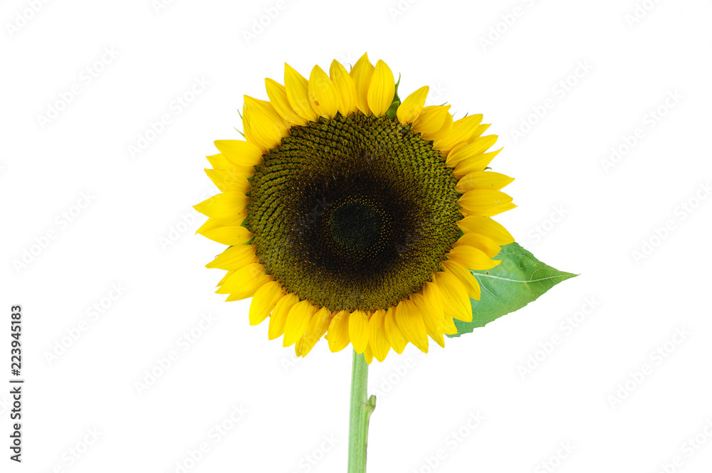 Obraz premium Single sunflower isolated on white background