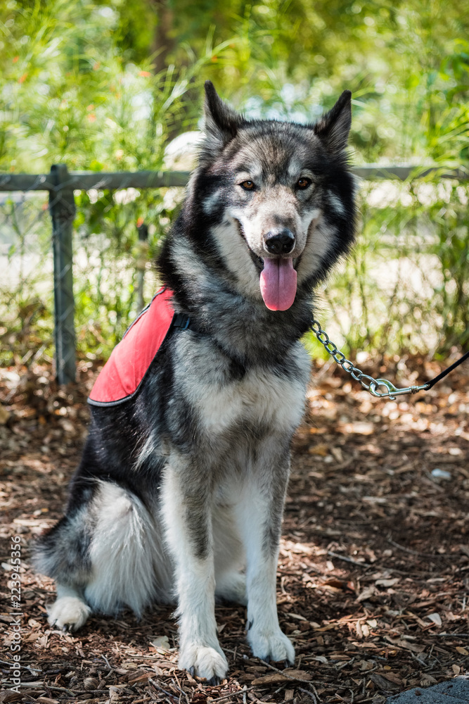 Obraz premium Beautiful Service Dog