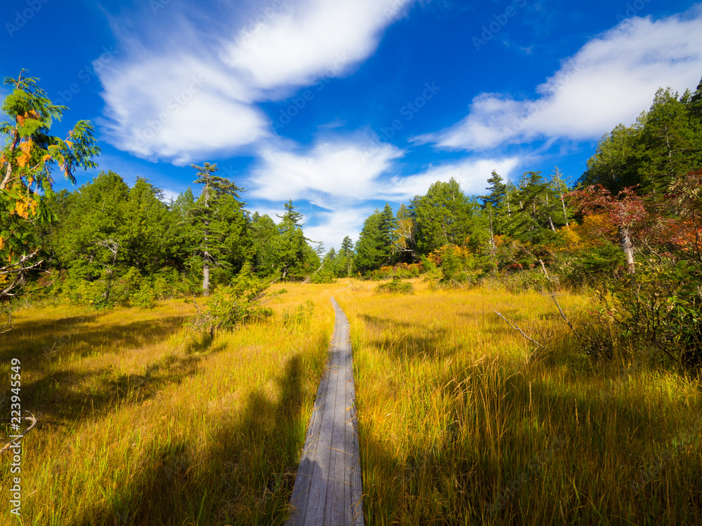 Obraz premium It is a scenic autumn landscape. The wood road gives a feeling of depth to the picture. I shot at Oze in Japan's national park.