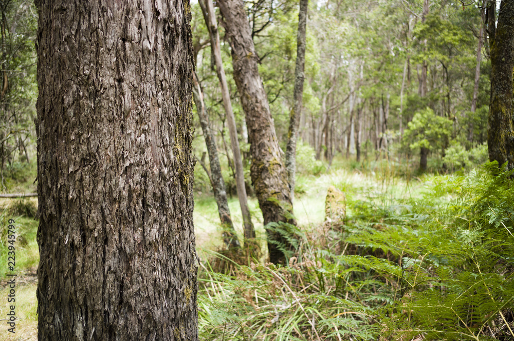 Rough bark on tree trunks with Australian bushland behind Rough bark on tree trunks with Australian bushland behind