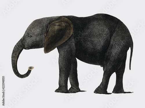 The History of the Earth and Animated Nature (1848) by Oliver Goldsmith (1728-1774), a portrait of a dark grey elephant. Digitally enhanced by rawpixel.