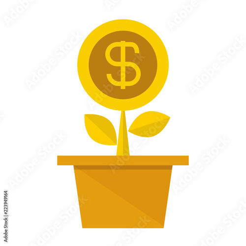 money plant, money tree