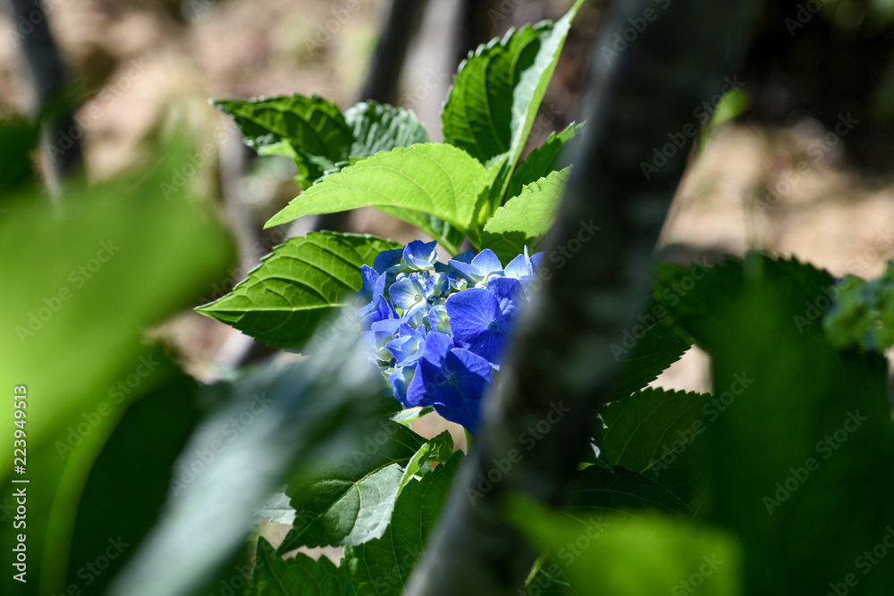 Blue Hydrangea macrophylla flower. It is often seen in June in Japan. I get a bright impression. Blue Hydrangea macrophylla flower. It is often seen in June in Japan. I get a bright impression.