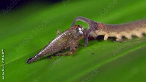 Peripatus or Velvet Worm feeding on a cricket in the rainforest, Ecuador. Peripatus are very rare and are often considered as a 