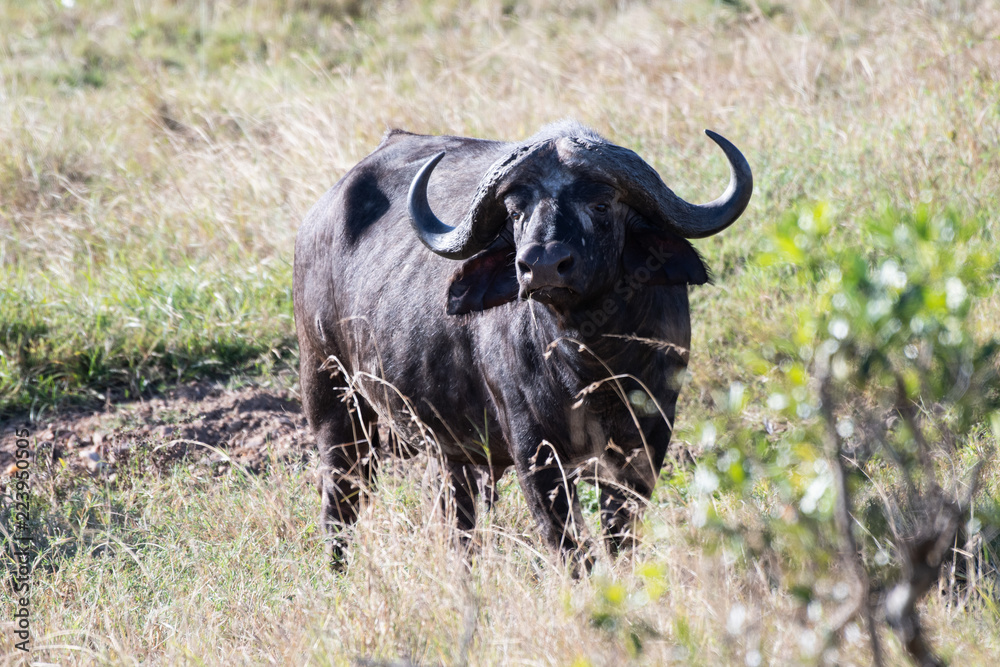 African buffalo in Masai Mara, Kenya.