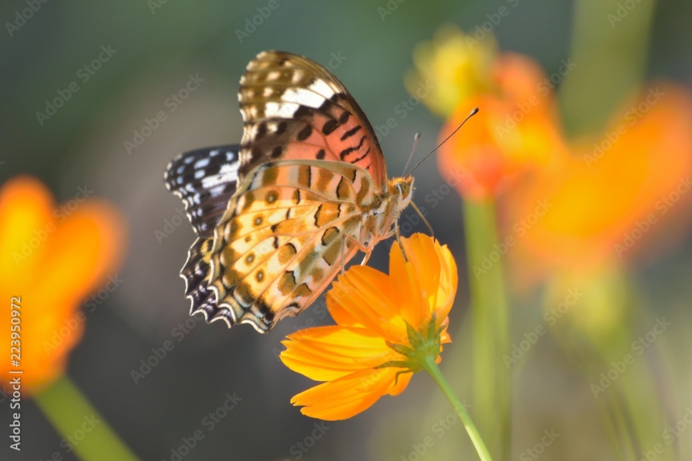 Macro details of butterfly on summer cosmos flower Macro details of butterfly on summer cosmos flower