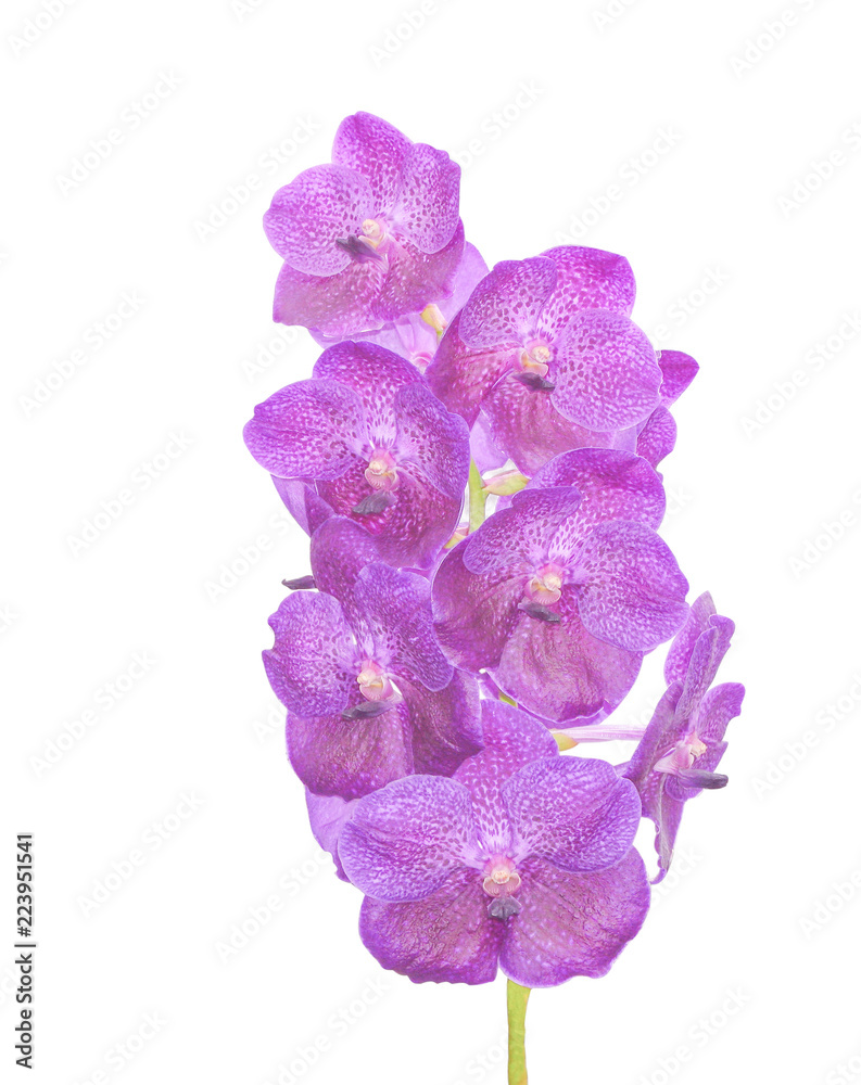 Inflorescence of purple orchids isolated on white background