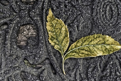 Two green tree leaves on a grey rubber mat