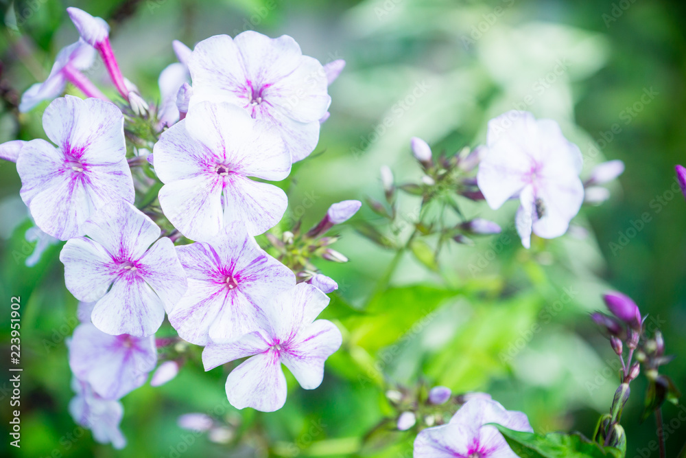 Fototapeta premium Phlox in the garden. Shallow depth of field.