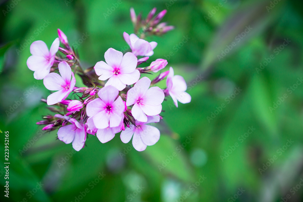 Phlox in the garden. Shallow depth of field. Phlox in the garden. Shallow depth of field.