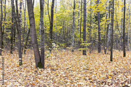 forest in autumn. ground covered with dry fallen leaves and trees with golden foliage