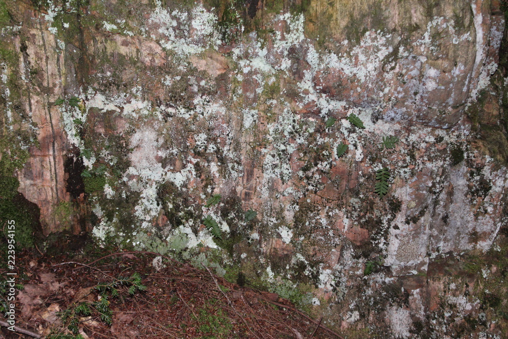 Fototapeta premium fungus rock