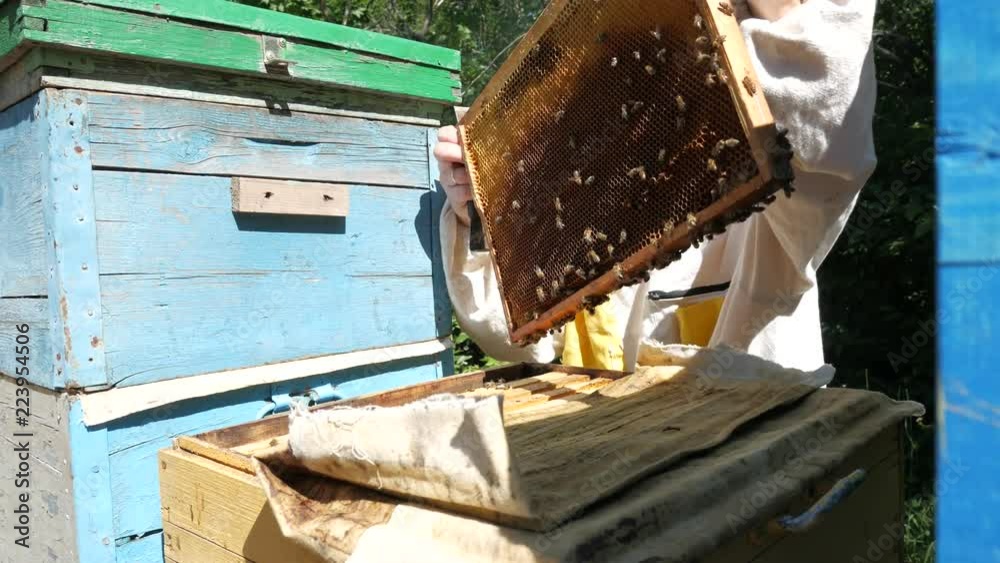 Beekeeper is taking out the honeycomb on wooden frame to control situation in bee colony. Beekeeper is taking out the honeycomb on wooden frame to control situation in bee colony.