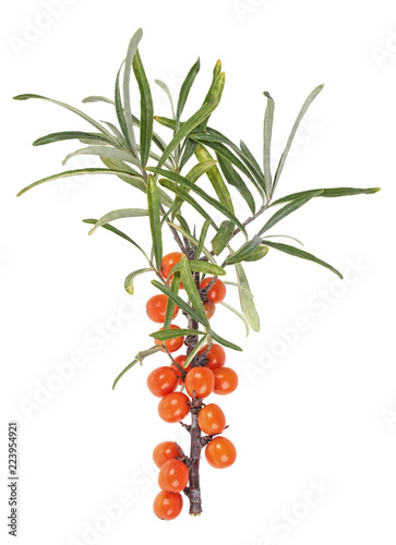 Sea buckthorn berries branch with leaves isolated on white background © domnitsky